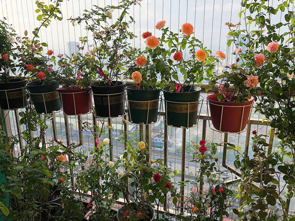 8 loại hoa trồng ban công phù hợp nhất với căn hộ chung cư